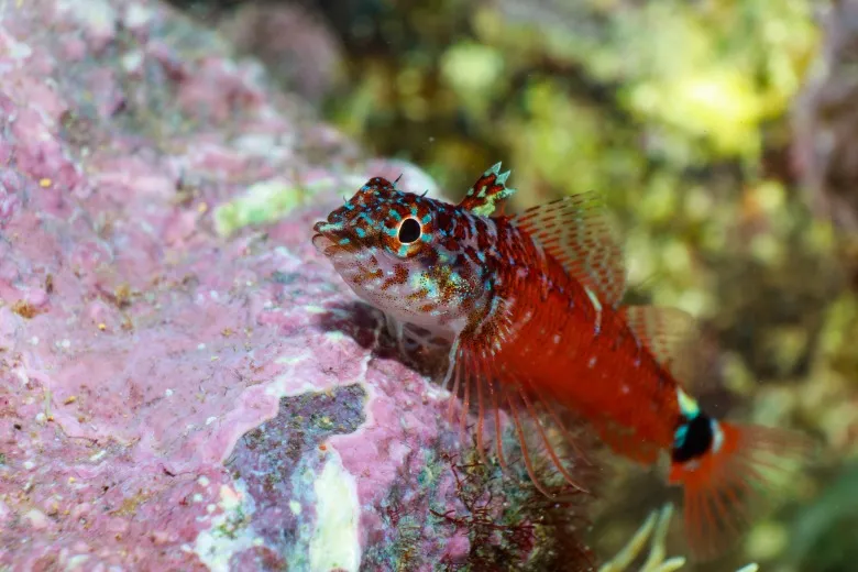Tripterygion melanurus