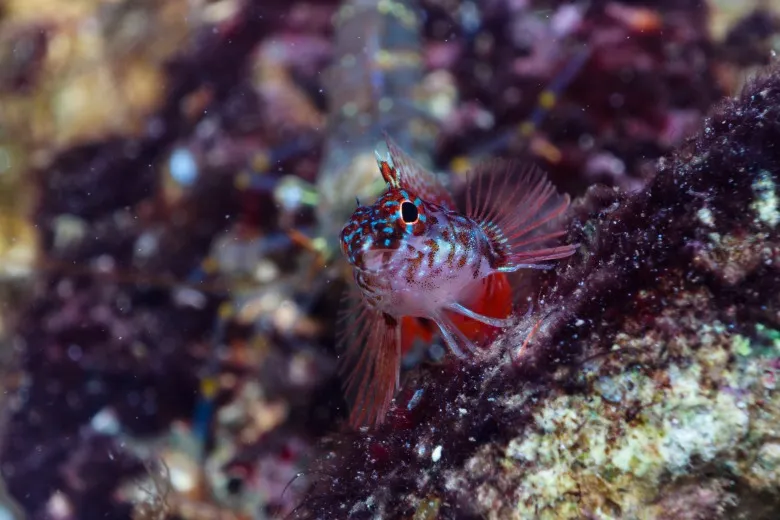 Tripterygion melanurus