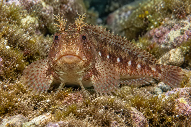 Parablennius sanguinolentus