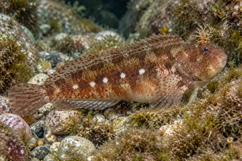 Parablennius sanguinolentus
