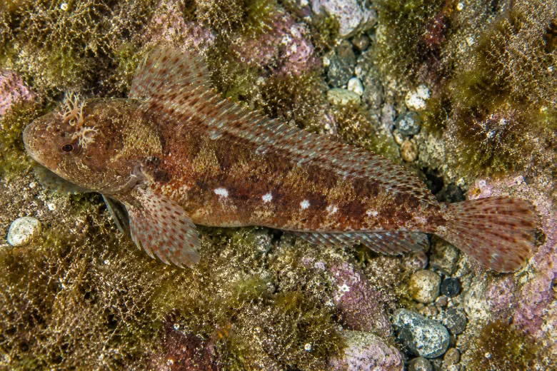Parablennius sanguinolentus