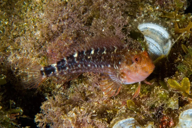 Parablennius zvonimiri