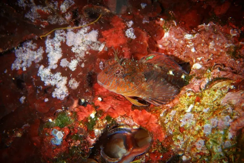 Parablennius zvonimiri
