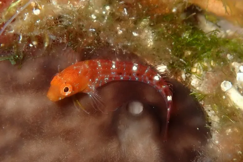 Parablennius zvonimiri