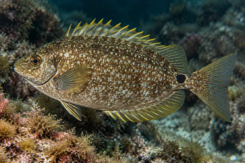 Siganus luridus