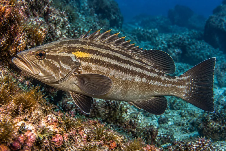 Epinephelus costae