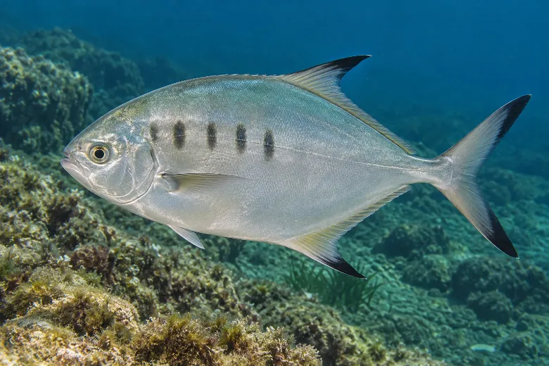 Trachinotus ovatus