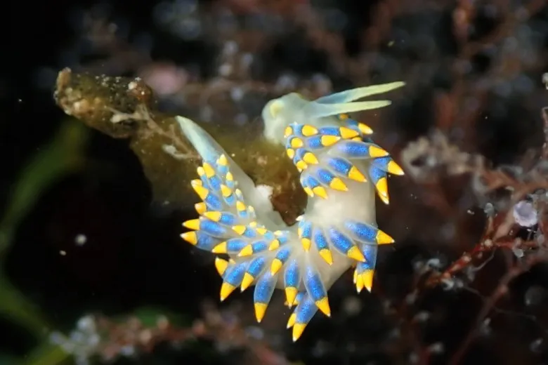 Trinchesia caerulea