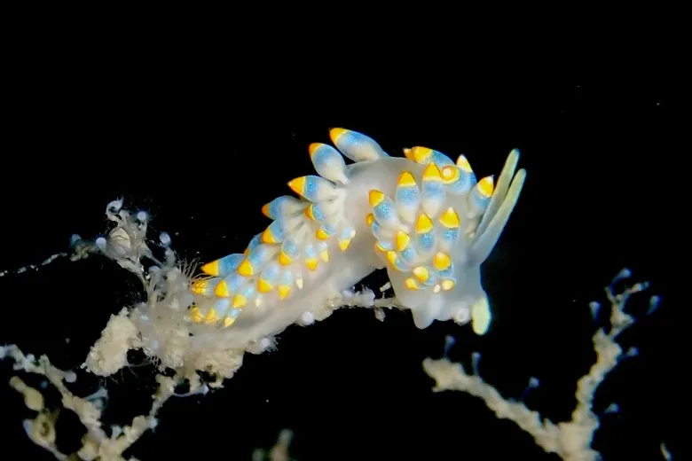 Trinchesia caerulea