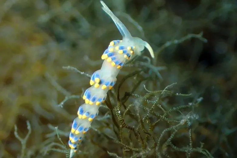 Trinchesia caerulea