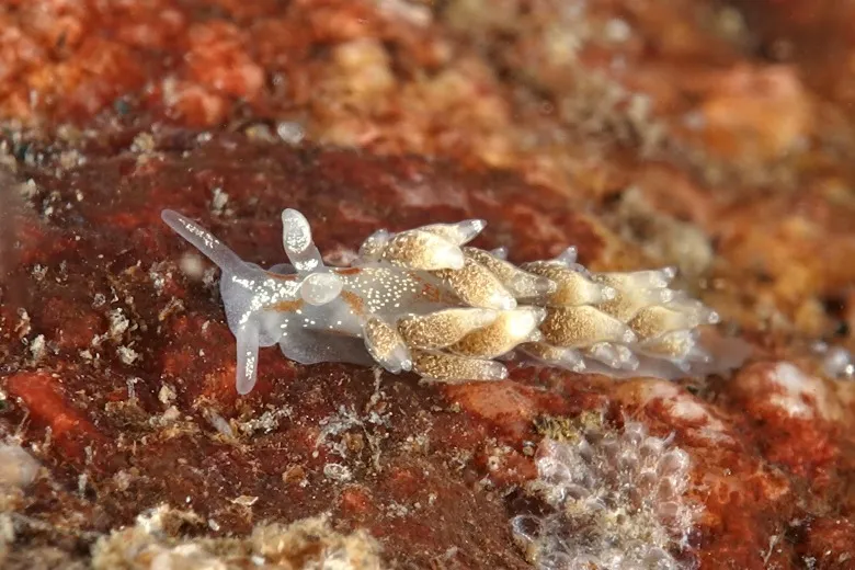 Tenellia foliata