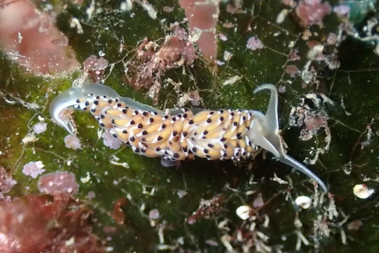 Caloria elegans