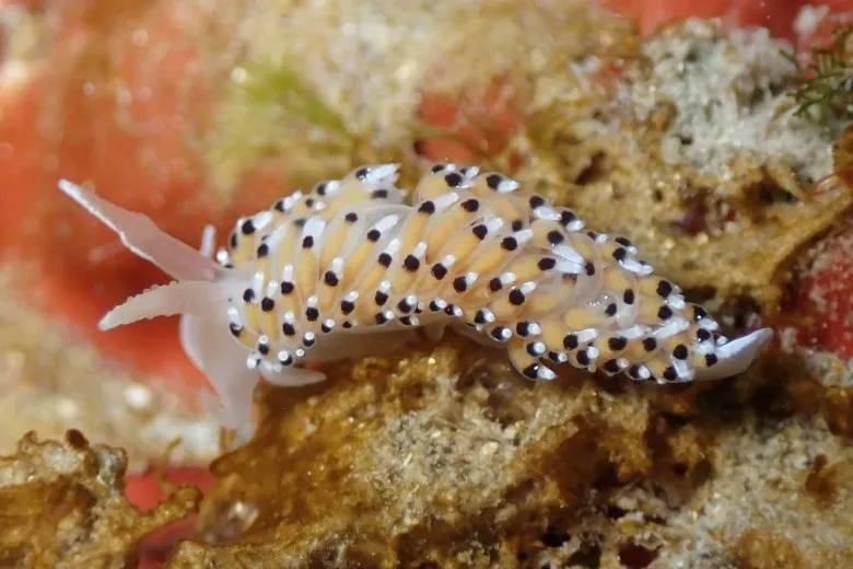Caloria elegans