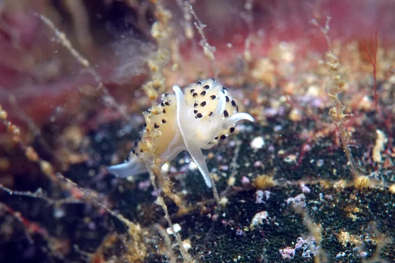 Caloria elegans