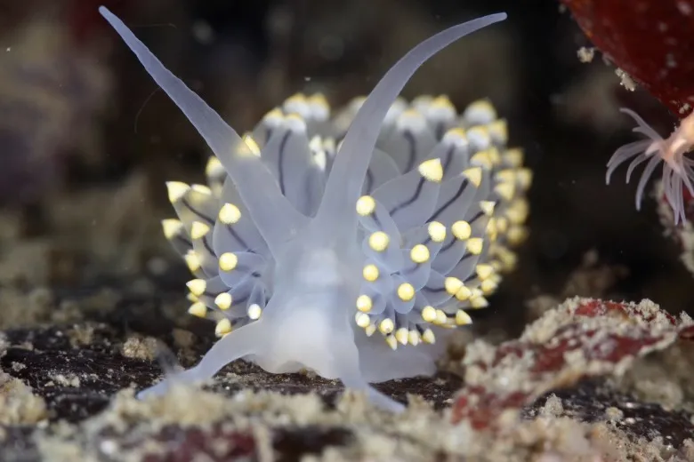 Eubranchus tricolor