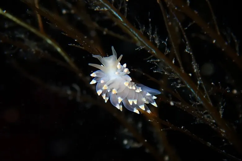 Eubranchus tricolor