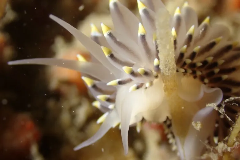 Eubranchus tricolor