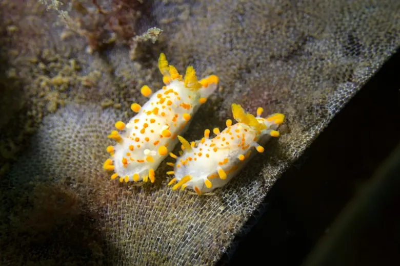 Limacia clavigera