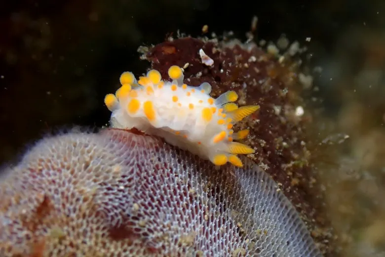 Limacia clavigera