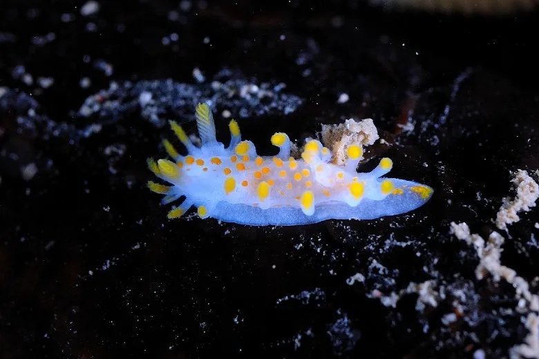 Limacia clavigera