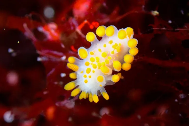 Limacia clavigera