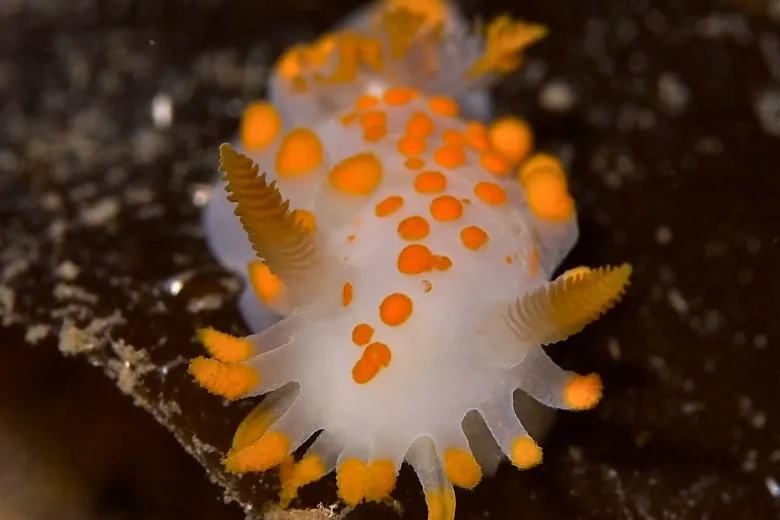 Limacia clavigera