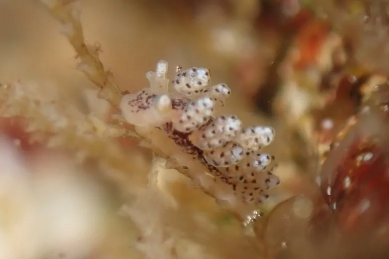 Doto coronata