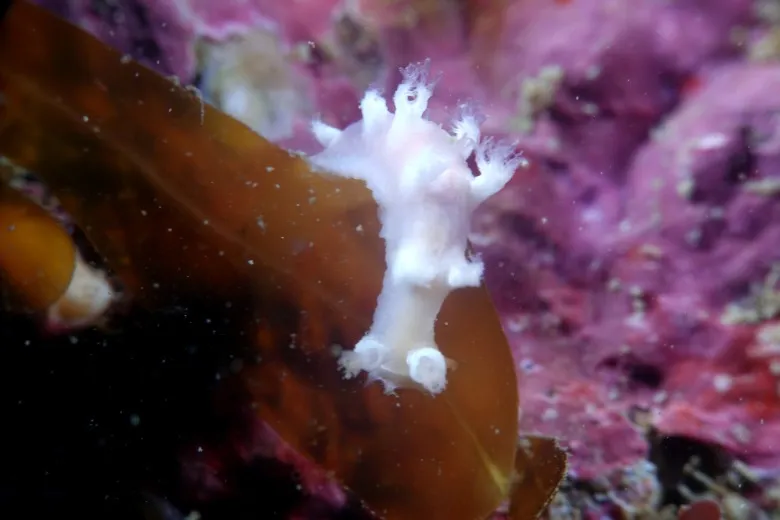 Candiella odhneri