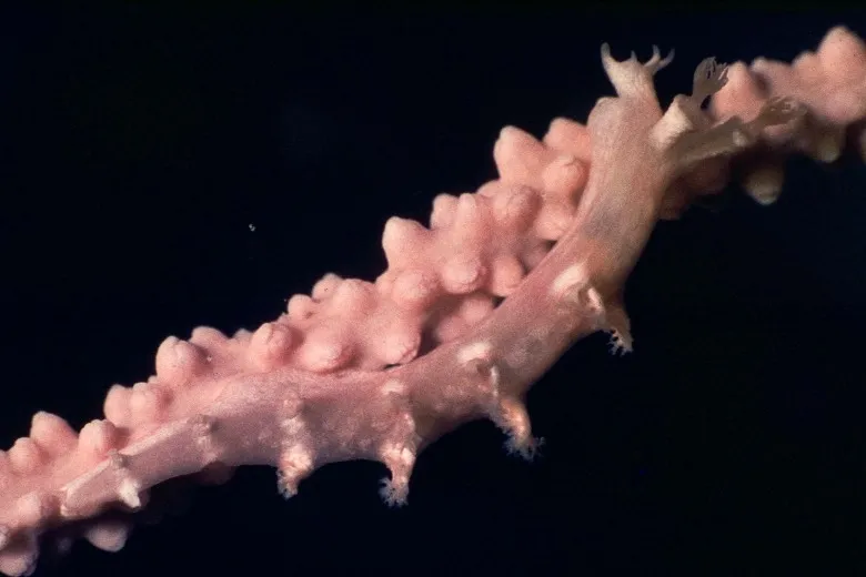 Candiella odhneri