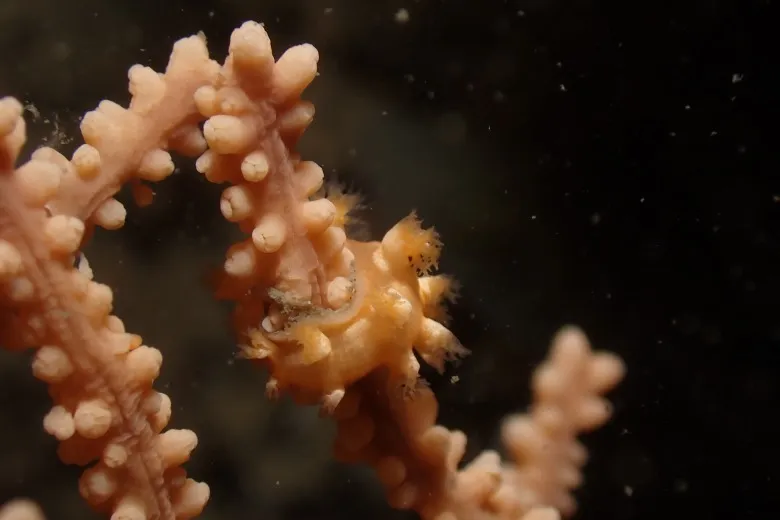 Candiella odhneri