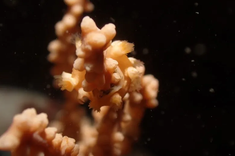 Candiella odhneri