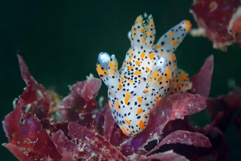 Thecacera pennigera