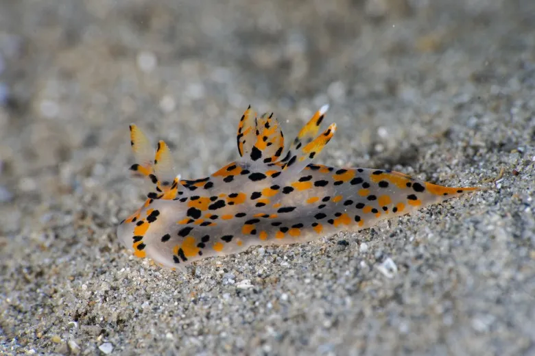 Thecacera pennigera
