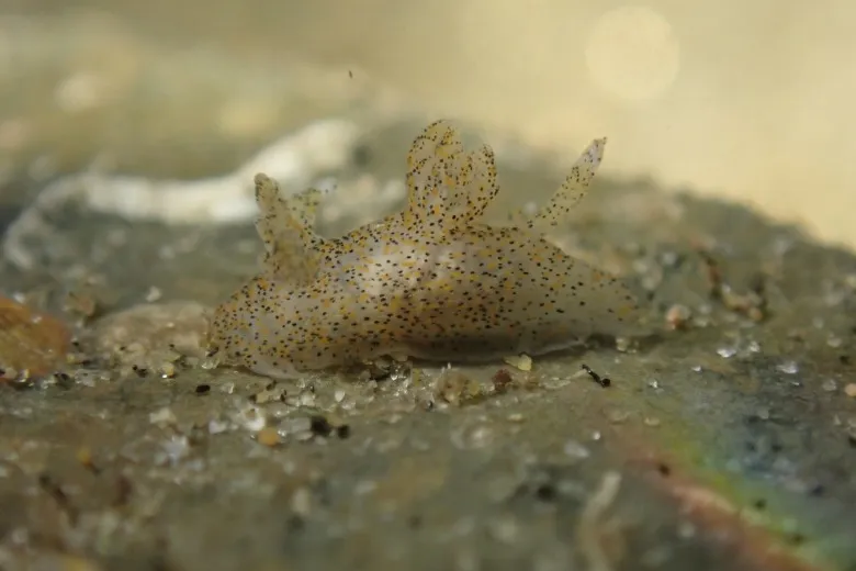 Thecacera pennigera
