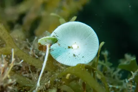 Acetabularia acetabulum