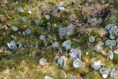 Acetabularia acetabulum