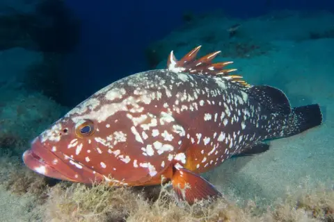 Epinephelus marginatus