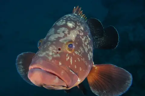 Epinephelus marginatus