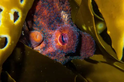 Octopus vulgaris