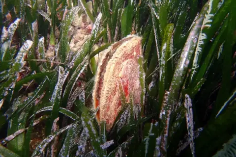 Pinna nobilis