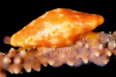 Simnia spelta