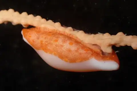 Simnia spelta