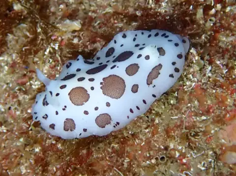 Peltodoris atromaculata