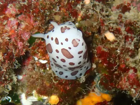 Peltodoris atromaculata