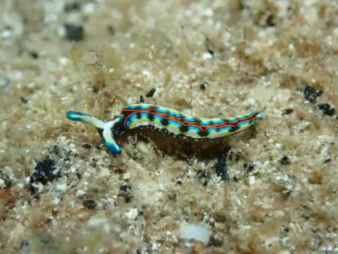 Thuridilla hopei