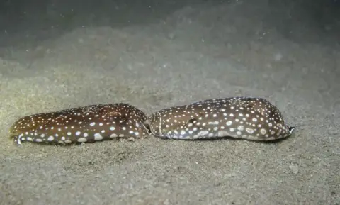 Aglaja tricolorata