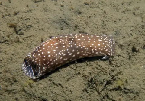 Aglaja tricolorata
