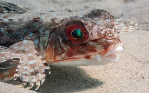 Dactylopterus volitans