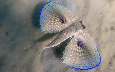 Dactylopterus volitans