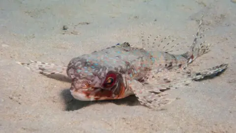 Dactylopterus volitans